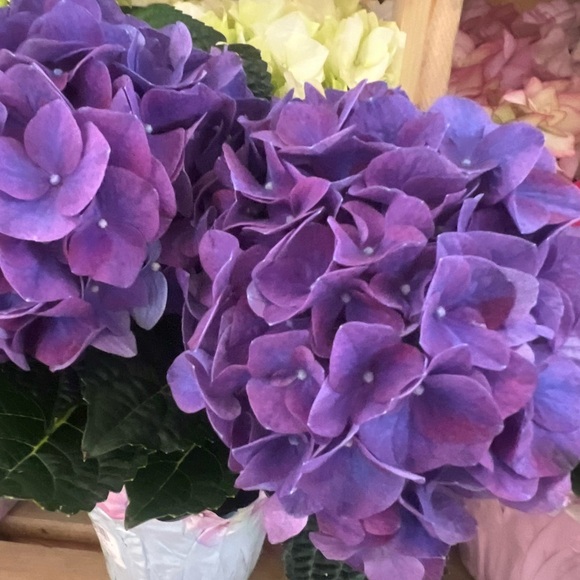 Meet your Posher, FH - Picture 1 of 1